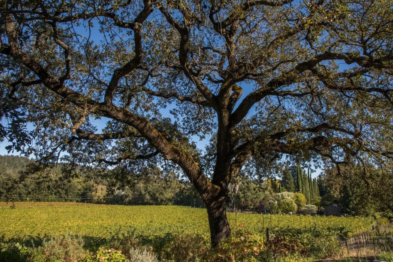 Wine Country Inn Napa Valley St. Helena Exterior foto